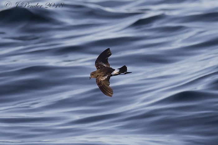 Wilson's Petrel