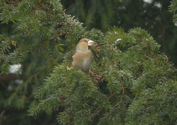 Hawfinch