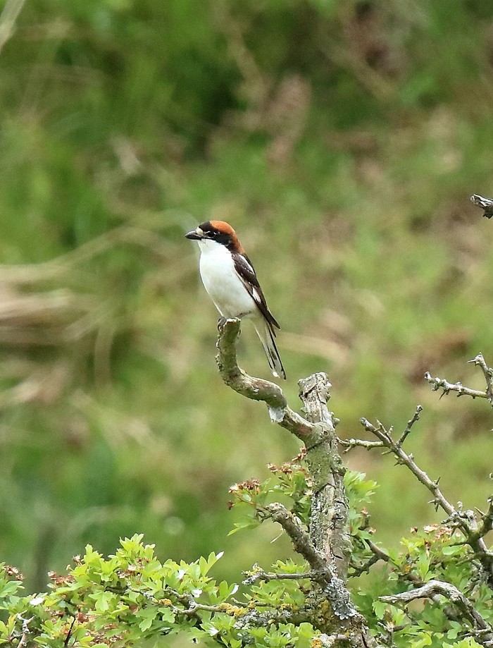 Woodchat Shrike