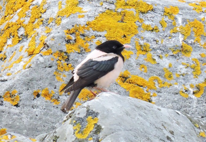 Rose-coloured Starling