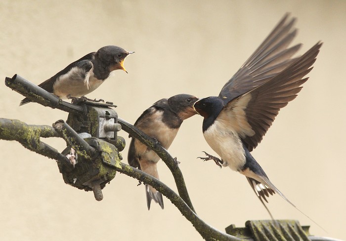 Swallow