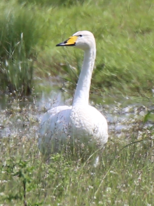 Whooper Swan