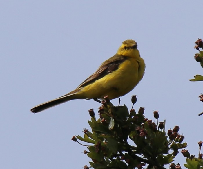Yellow Wagtail