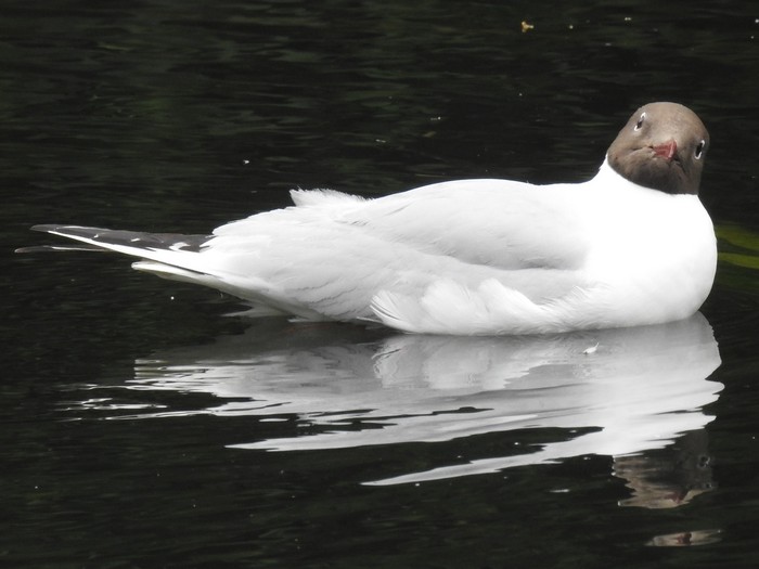 Black-headed Gull