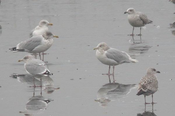 Glaucous Gull