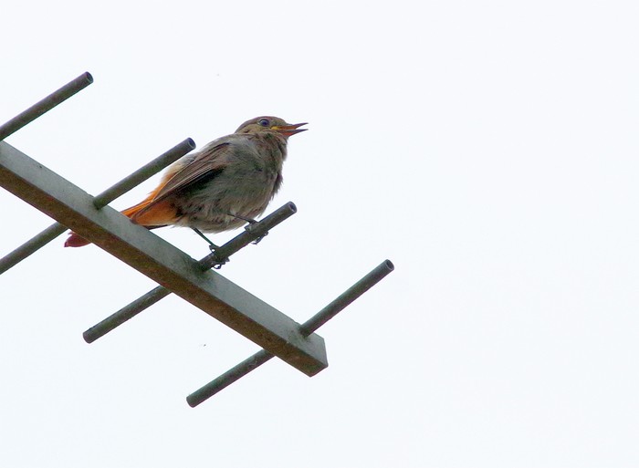 Black Redstart