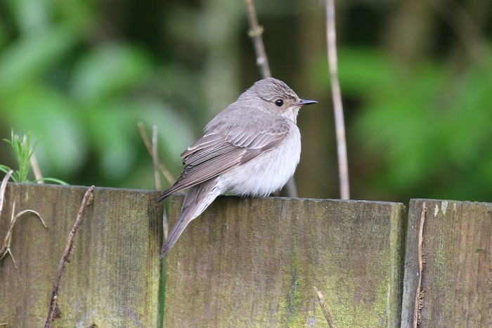 Spotted Flycatcher