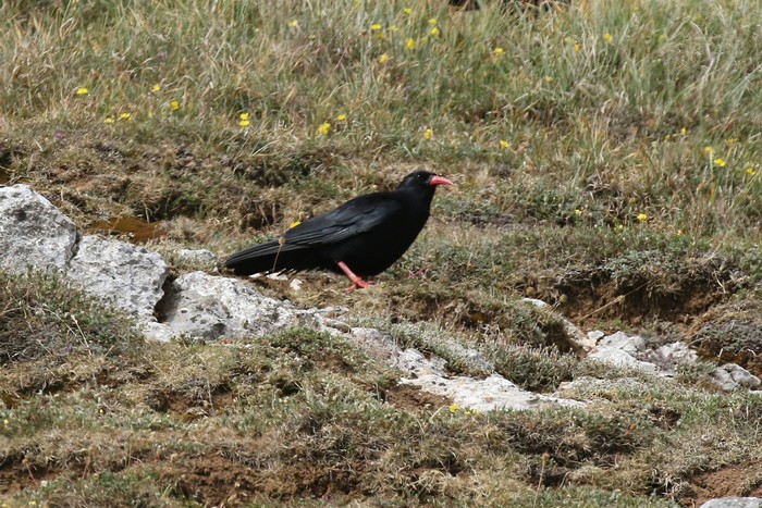 Chough