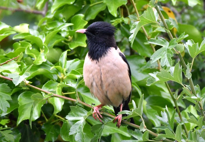 Rose-coloured Starling
