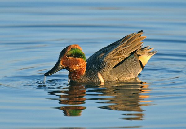 Green-winged Teal