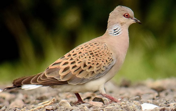 Turtle Dove