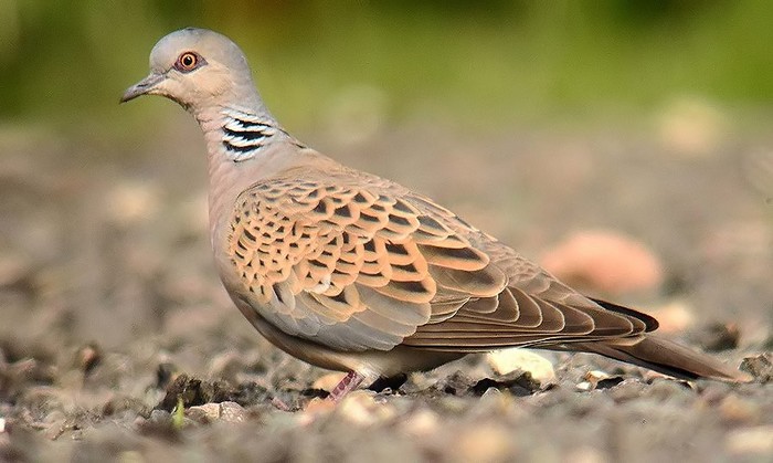 Turtle Dove