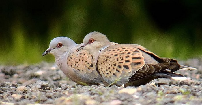 Turtle Dove