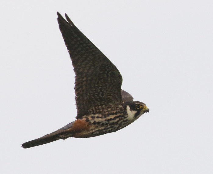 Hobby