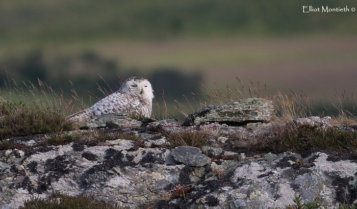 Snowy Owl