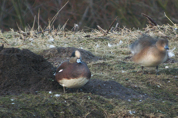 American Wigeon