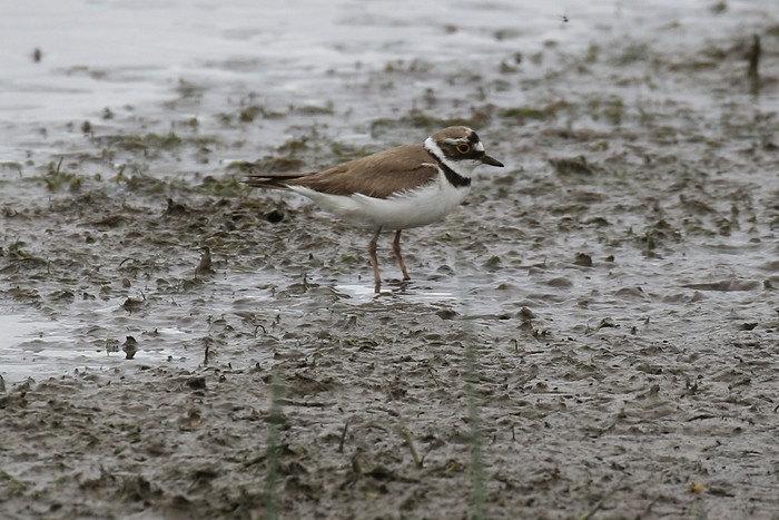 Little Ringed Plover
