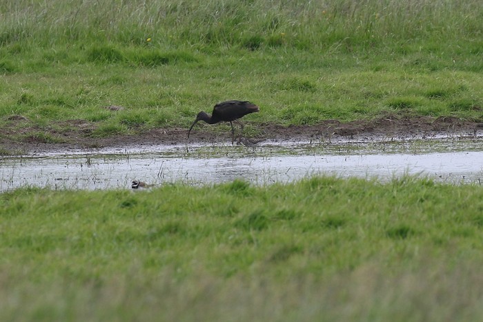 Glossy Ibis