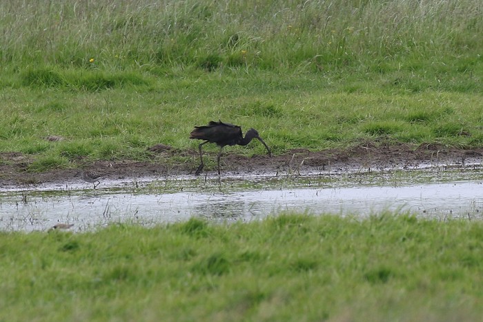 Glossy Ibis