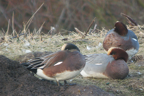 American Wigeon