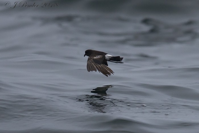 Wilson's Petrel