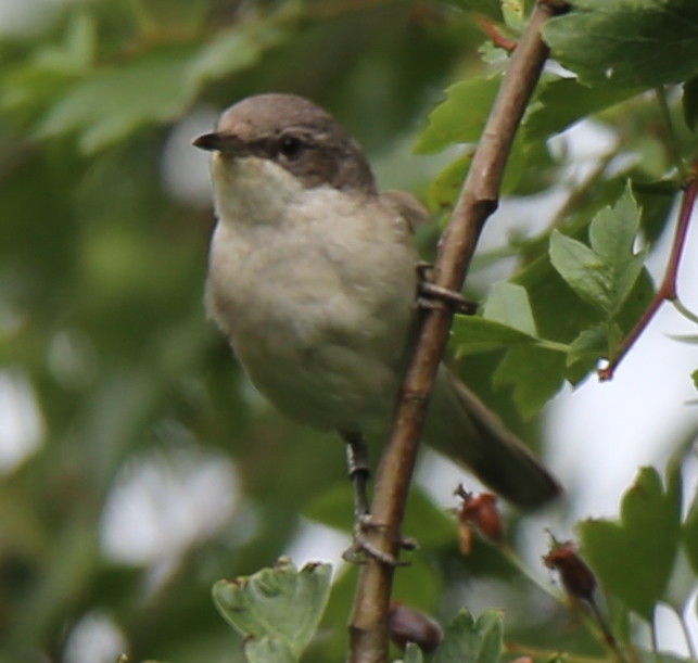 Lesser Whitethroat