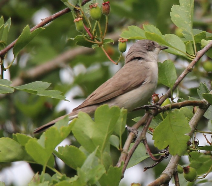 Lesser Whitethroat