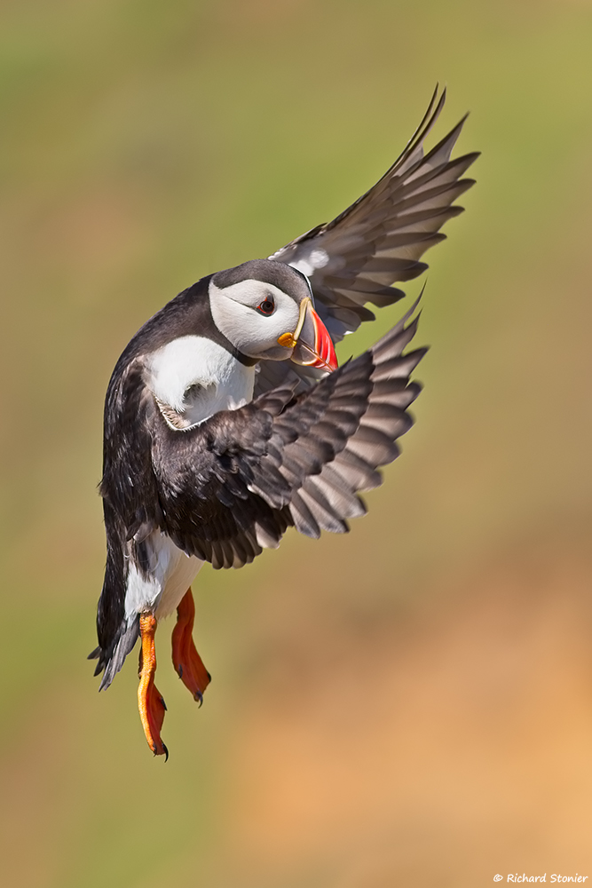 Puffin