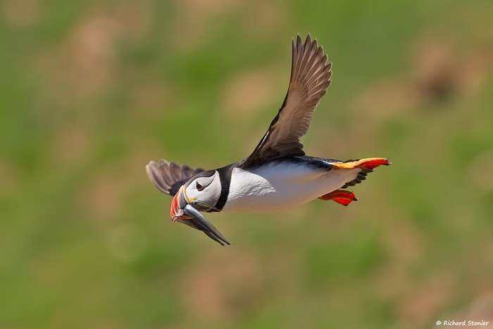 Puffin