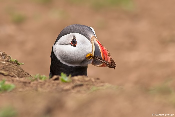 Puffin