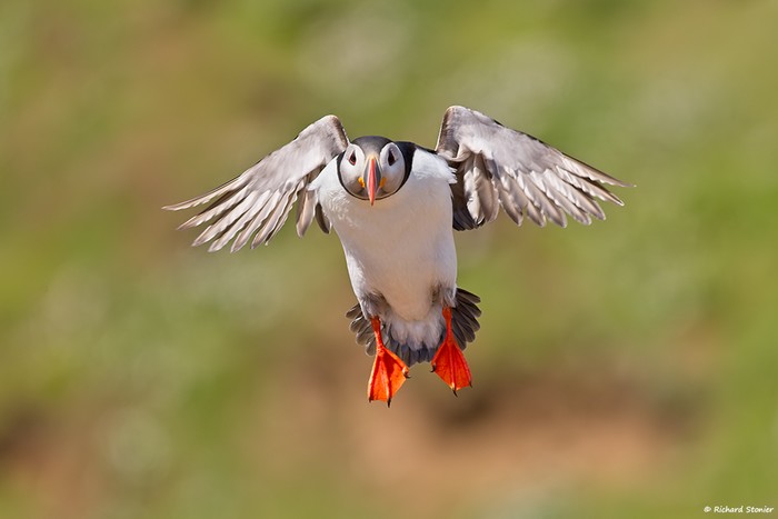 Puffin