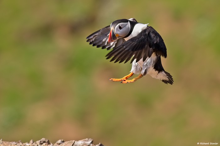 Puffin