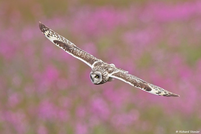 Short-eared Owl