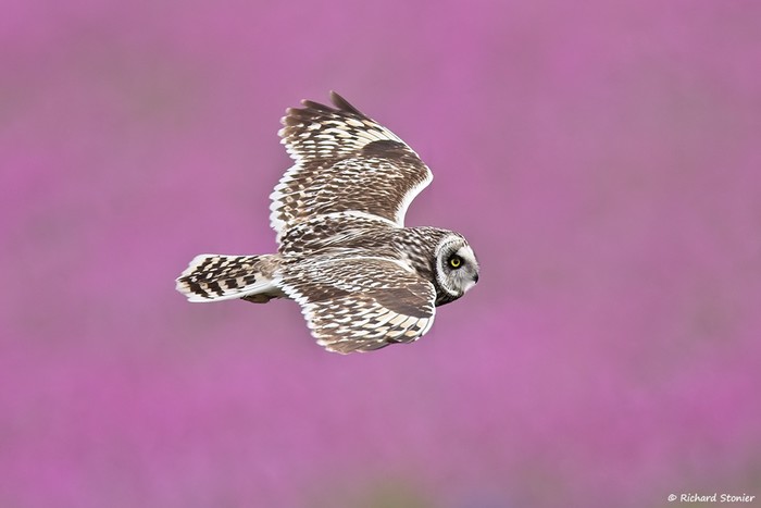 Short-eared Owl