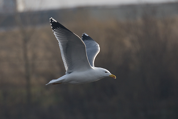 Yellow-legged Gull
