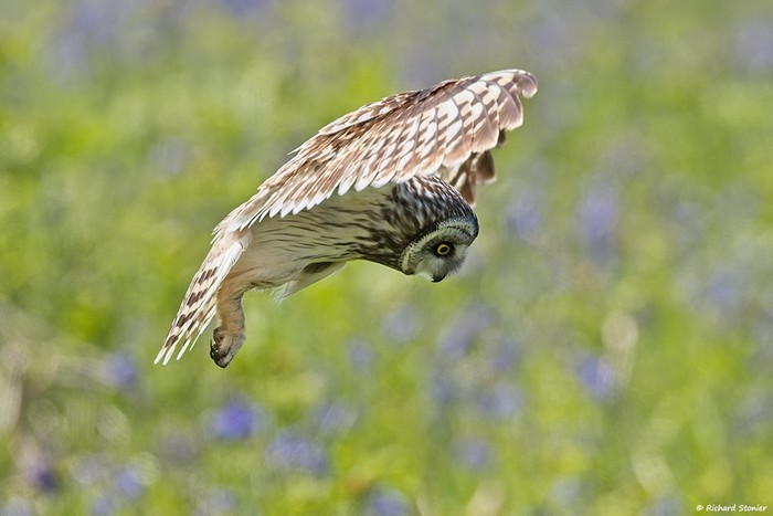 Short-eared Owl