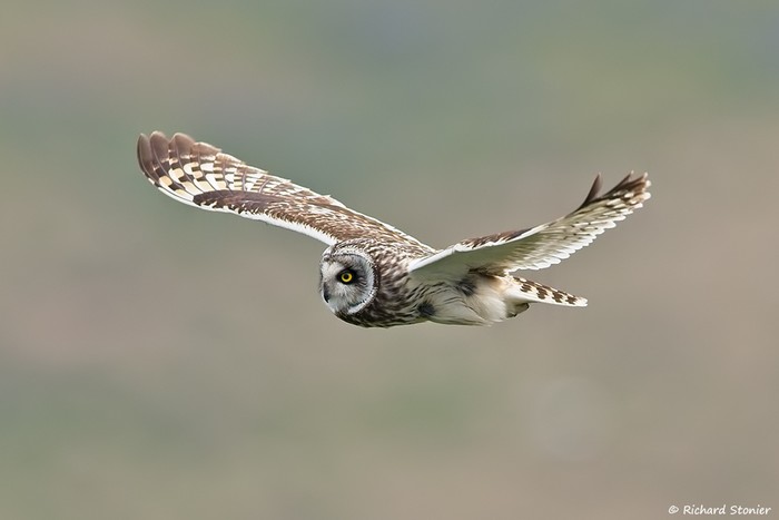 Short-eared Owl