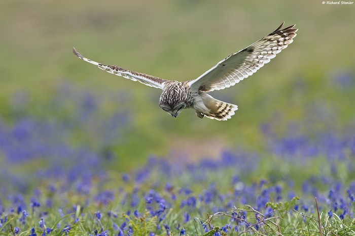 Short-eared Owl
