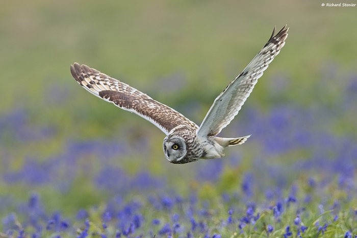 Short-eared Owl