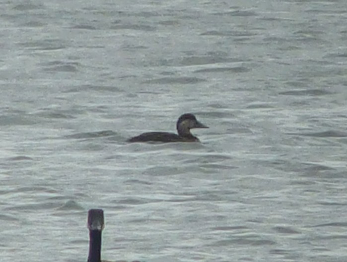 Common Scoter