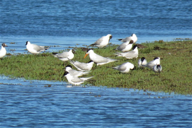 American Royal Tern