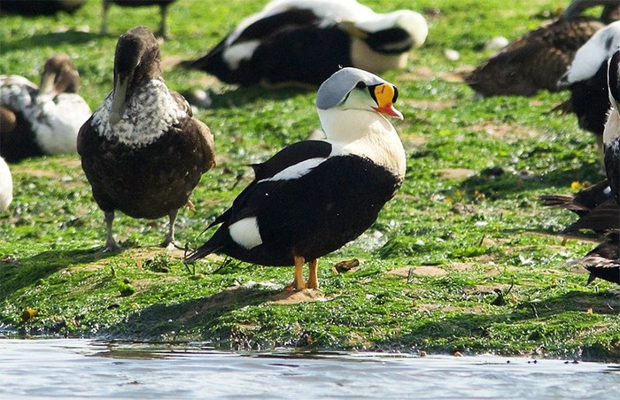 King Eider
