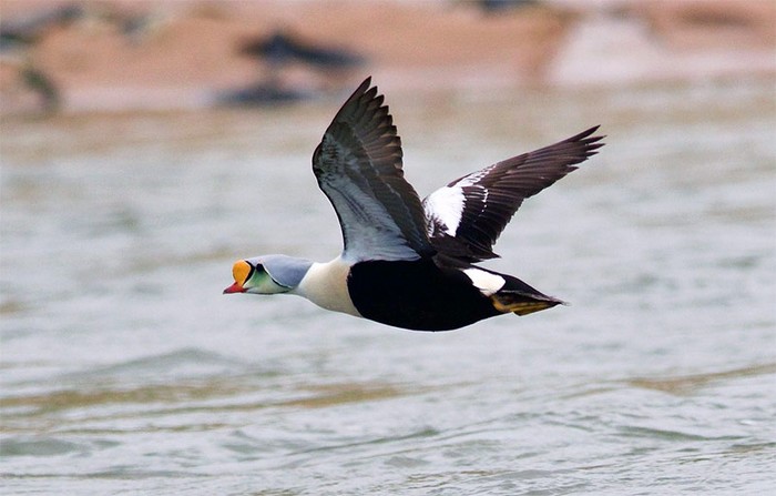 King Eider