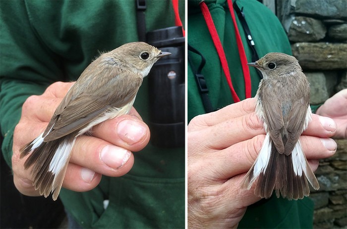 Red-breasted Flycatcher