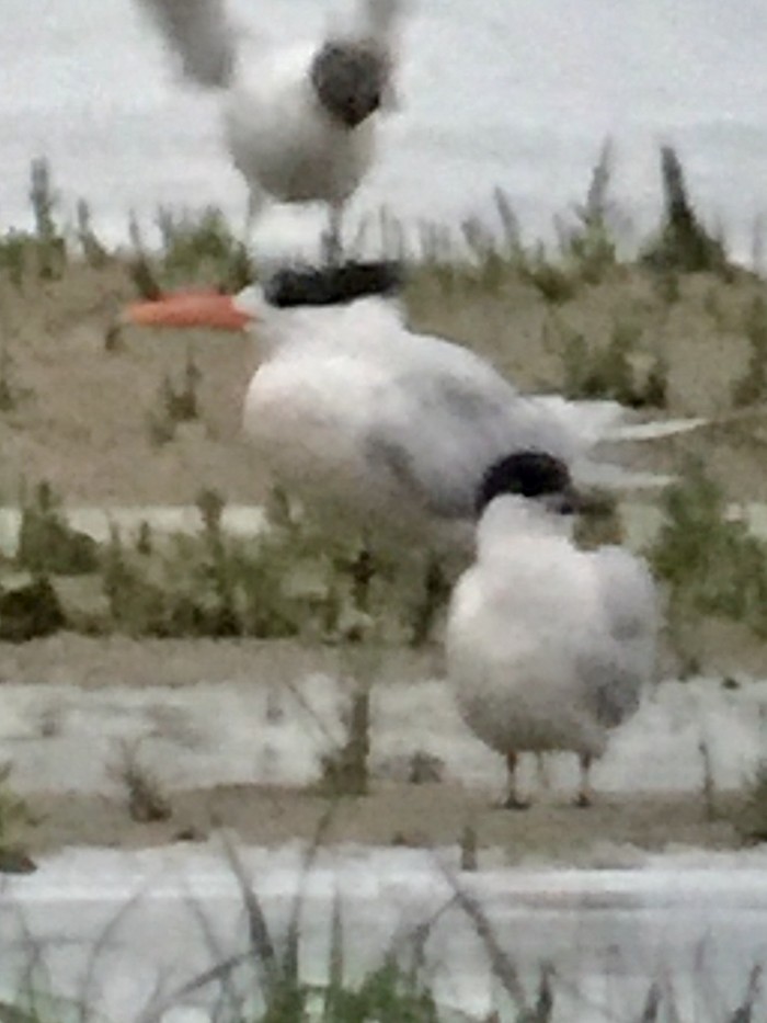 American Royal Tern