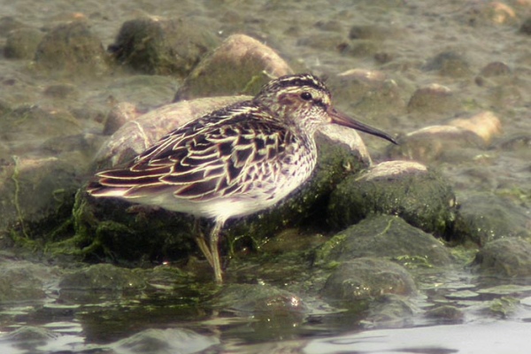 Broad-billed Sandpiper