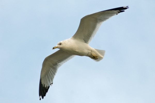 Ring-billed Gull