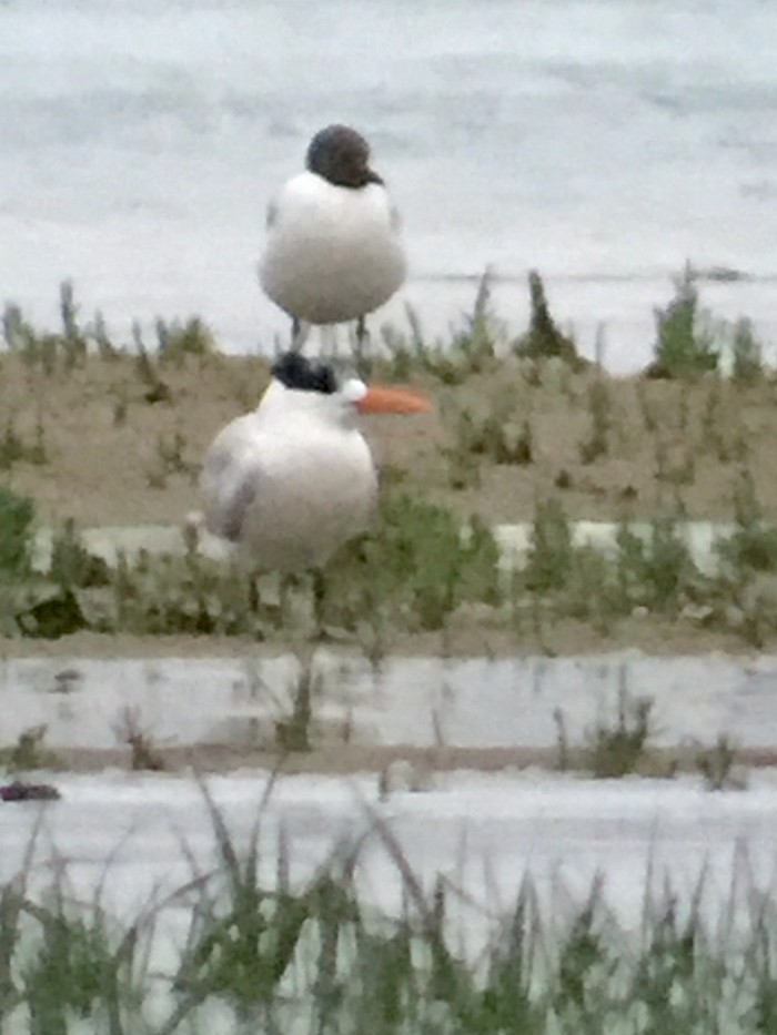 American Royal Tern