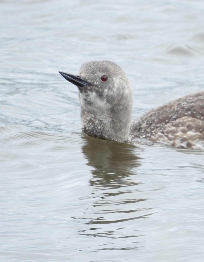 Red-throated Diver