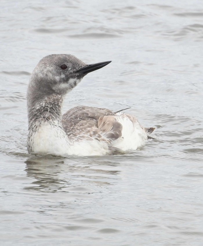 Red-throated Diver